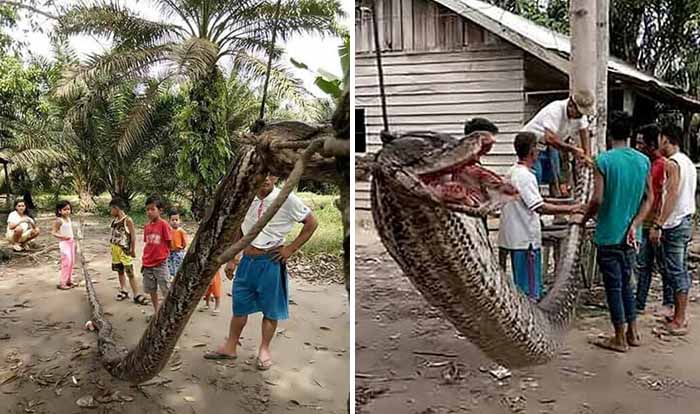 Piton Raksasa Digoreng Warga setelah Serang Penangkapnya, Disorot Media Asing